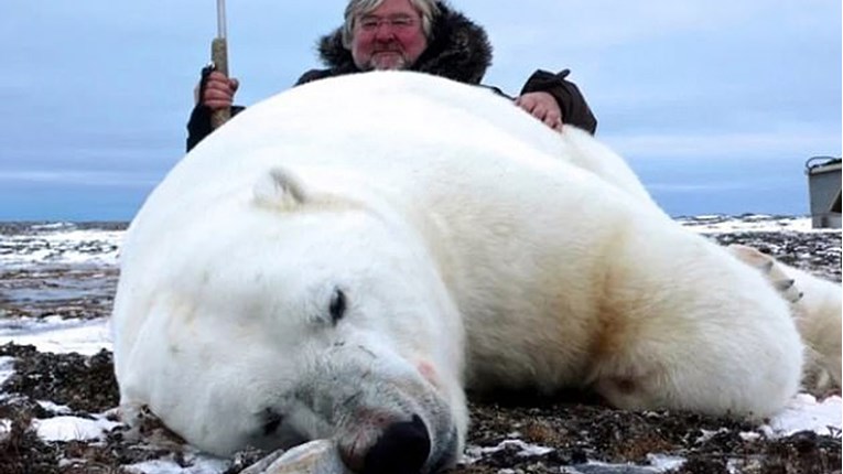 Naplaćuju 36.000 funti za ubijanje polarnih medvjeda, a monstrumi plaćaju